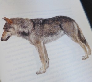 wolfe_3